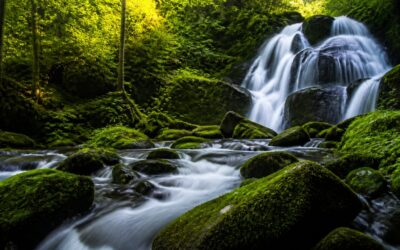 Videoclipurile cu natură reduc stresul mai bine decât imaginile urbane