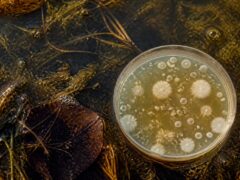 Canicula și riscurile din apă: bacteriile care se dezvoltă în mări și lacuri pe timp de vară