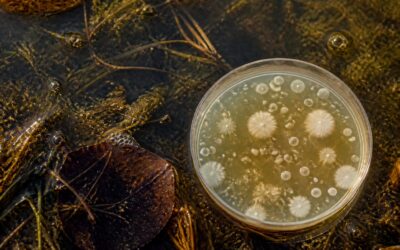 Canicula și riscurile din apă: bacteriile care se dezvoltă în mări și lacuri pe timp de vară