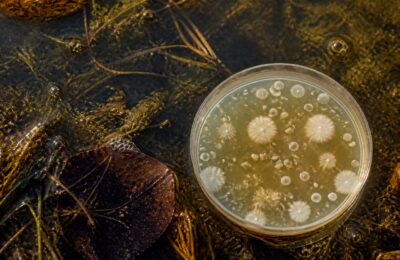 Canicula și riscurile din apă: bacteriile care se dezvoltă în mări și lacuri pe timp de vară