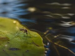 Cinci cazuri de infectare cu virusul West Nile confirmate în România