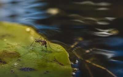 Cinci cazuri de infectare cu virusul West Nile confirmate în România