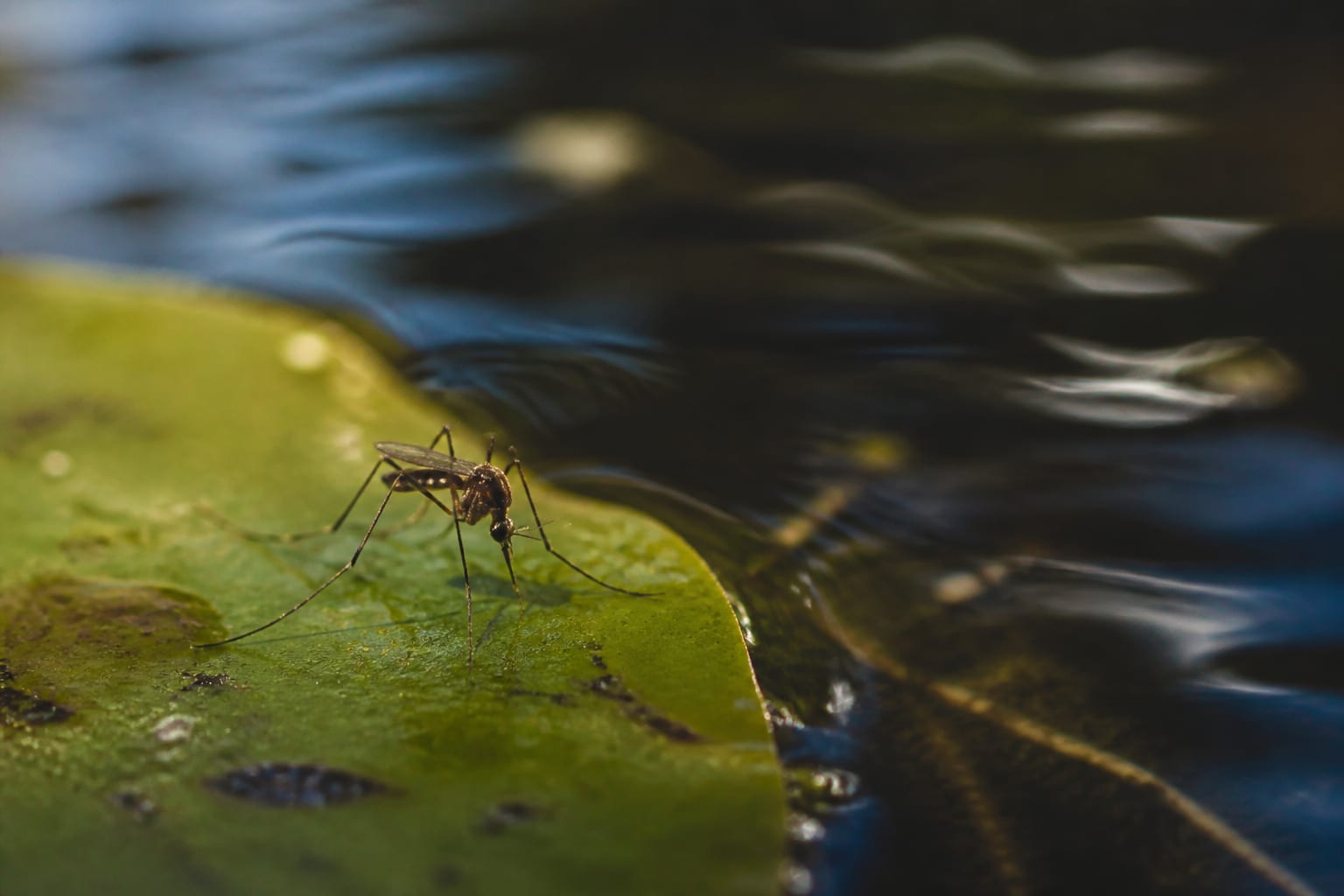 Cinci cazuri de infectare cu virusul West Nile confirmate în România
